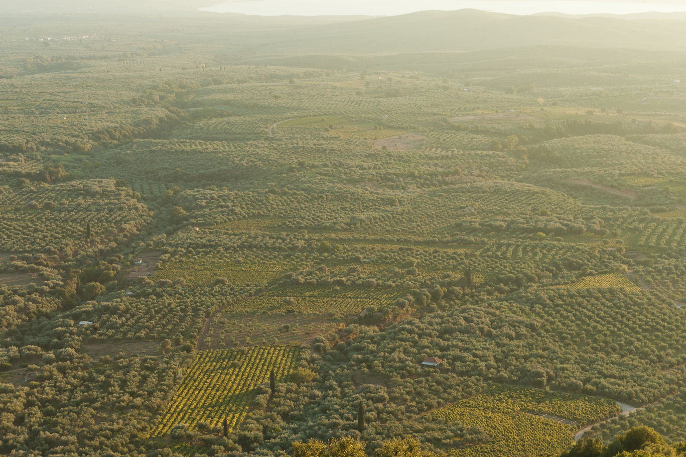 Iklaina Olive Groves